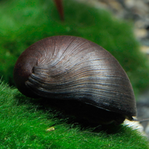 Neritina Natalensis Sp. Black Helmet