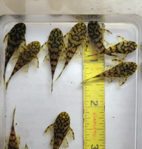 Ancistrus sp. L519 Bolivia - Image 2