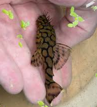 Ancistrus sp. L519 Bolivia - Image 3