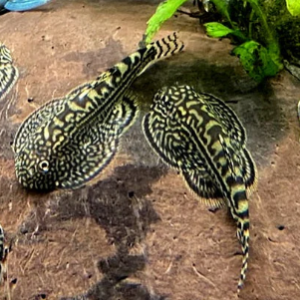 Sewellia lineolata