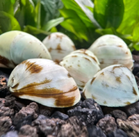 Neritina Natalensis Sp. White Helmet