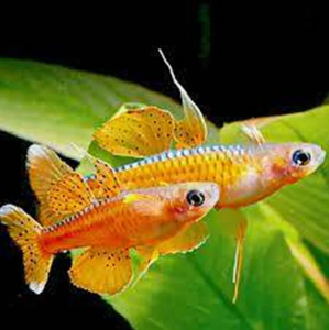 Pseudomugil paskai-red neon