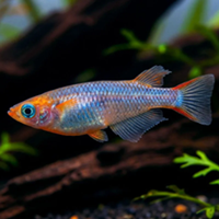 Oryzias woworae
